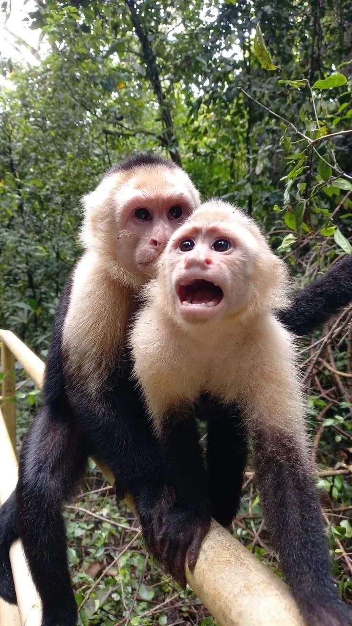 Two white-faced capuchin monkeys on a Manuel Antonio National Park tour, Costa Rica