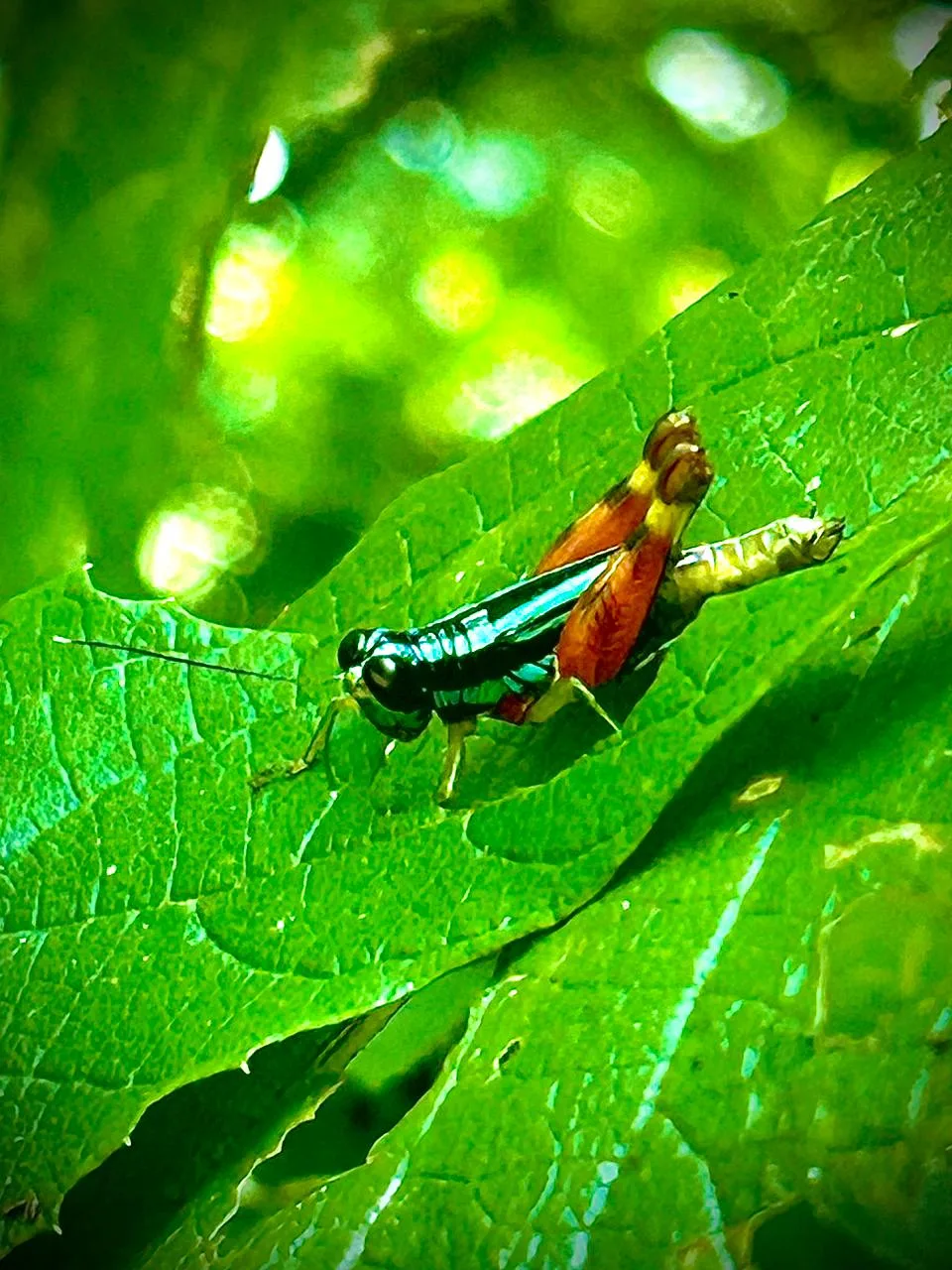 Colorful grasshopper on a leaf during a Manuel Antonio National Park tour