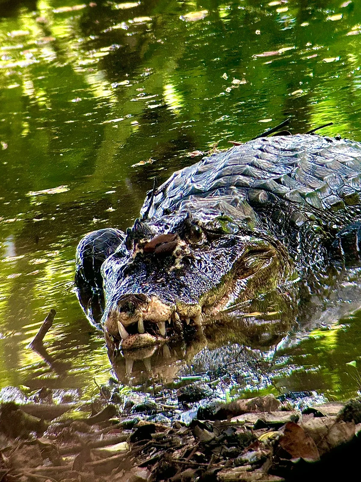 Crocodile in a river spotted on a Manuel Antonio park tour, Costa Rica