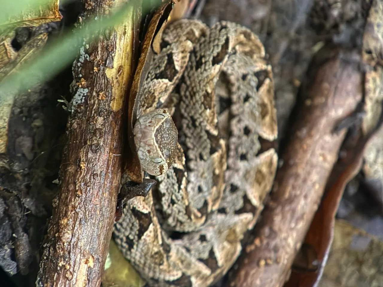 Fer-de-lance snake on a guided Manuel Antonio National Park tour, Costa Rica