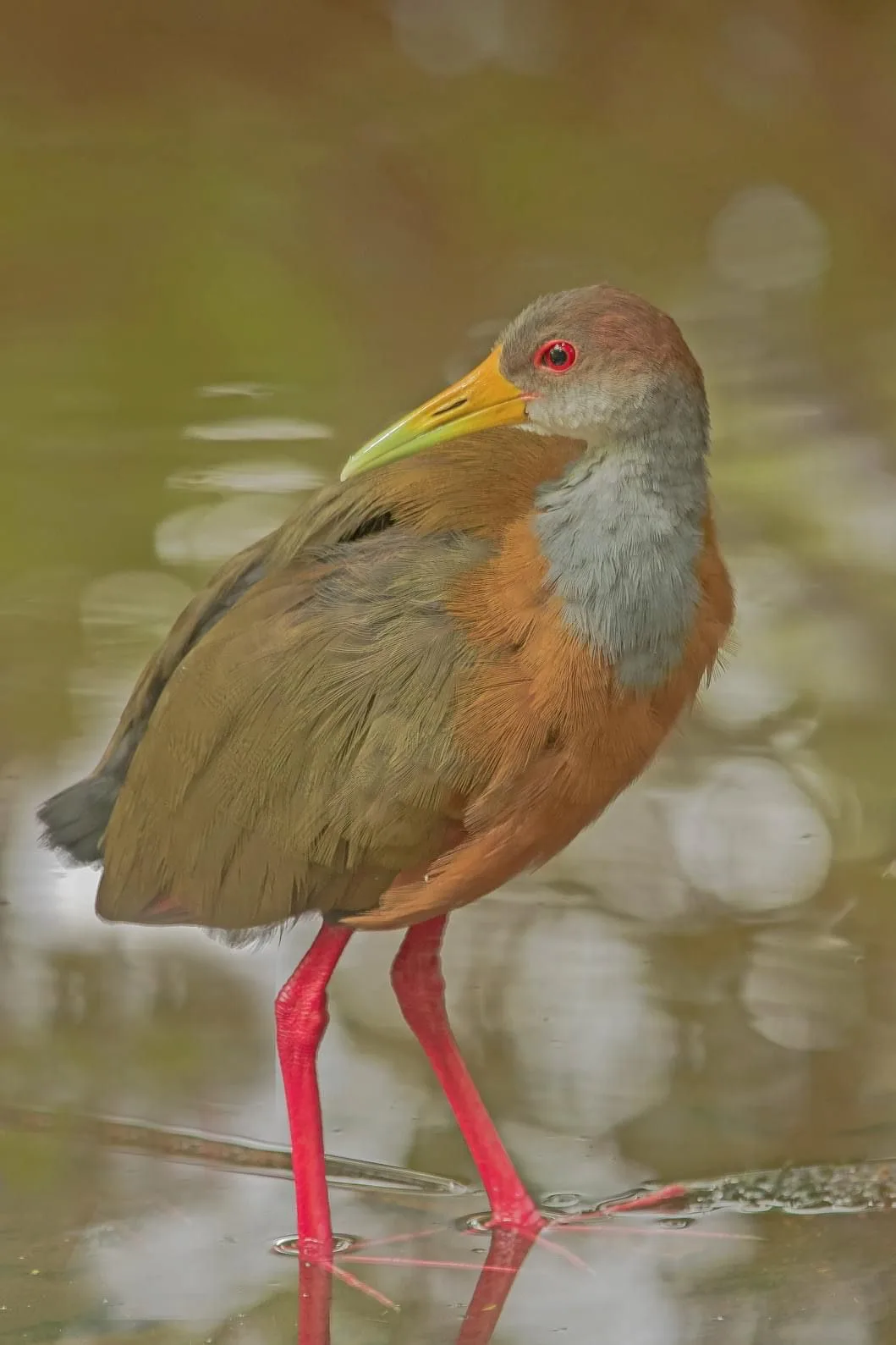 Gray-necked wood rail in water on a Manuel Antonio National Park tour