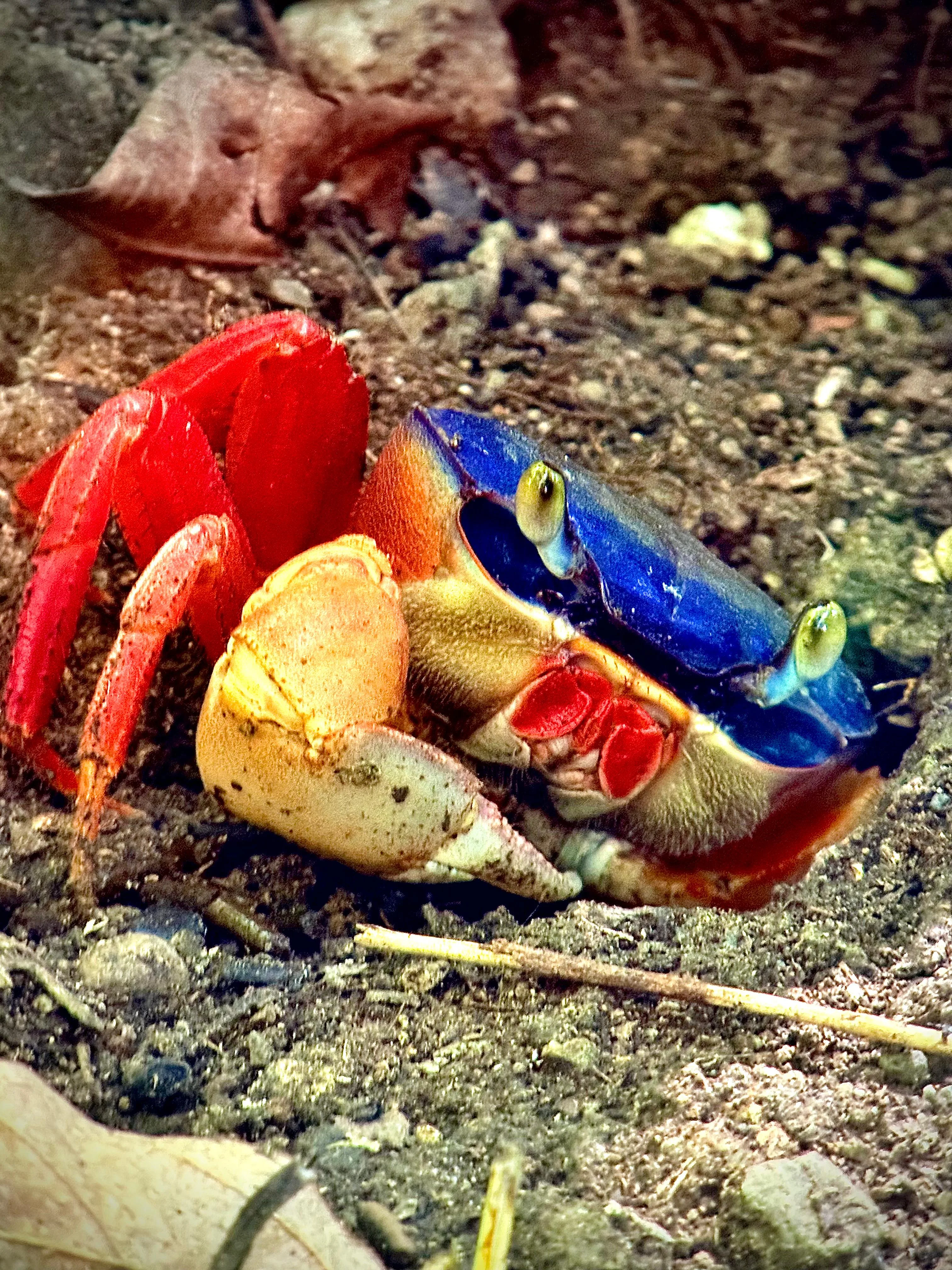 Red and blue land crabs on a guided Manuel Antonio park tour, Costa Rica
