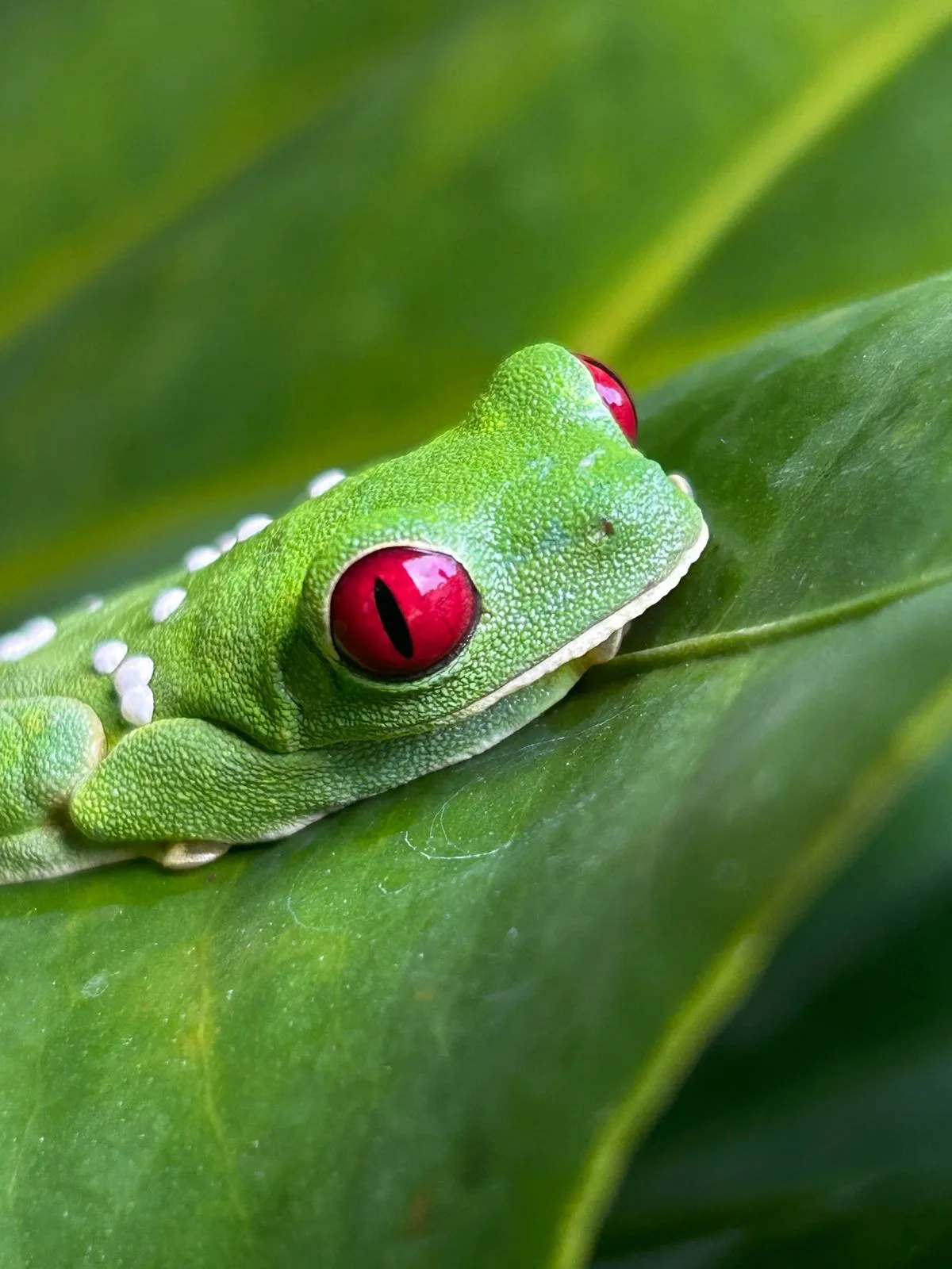 Red-eyed tree frog on a leaf on a guided Manuel Antonio park tour, Costa Rica