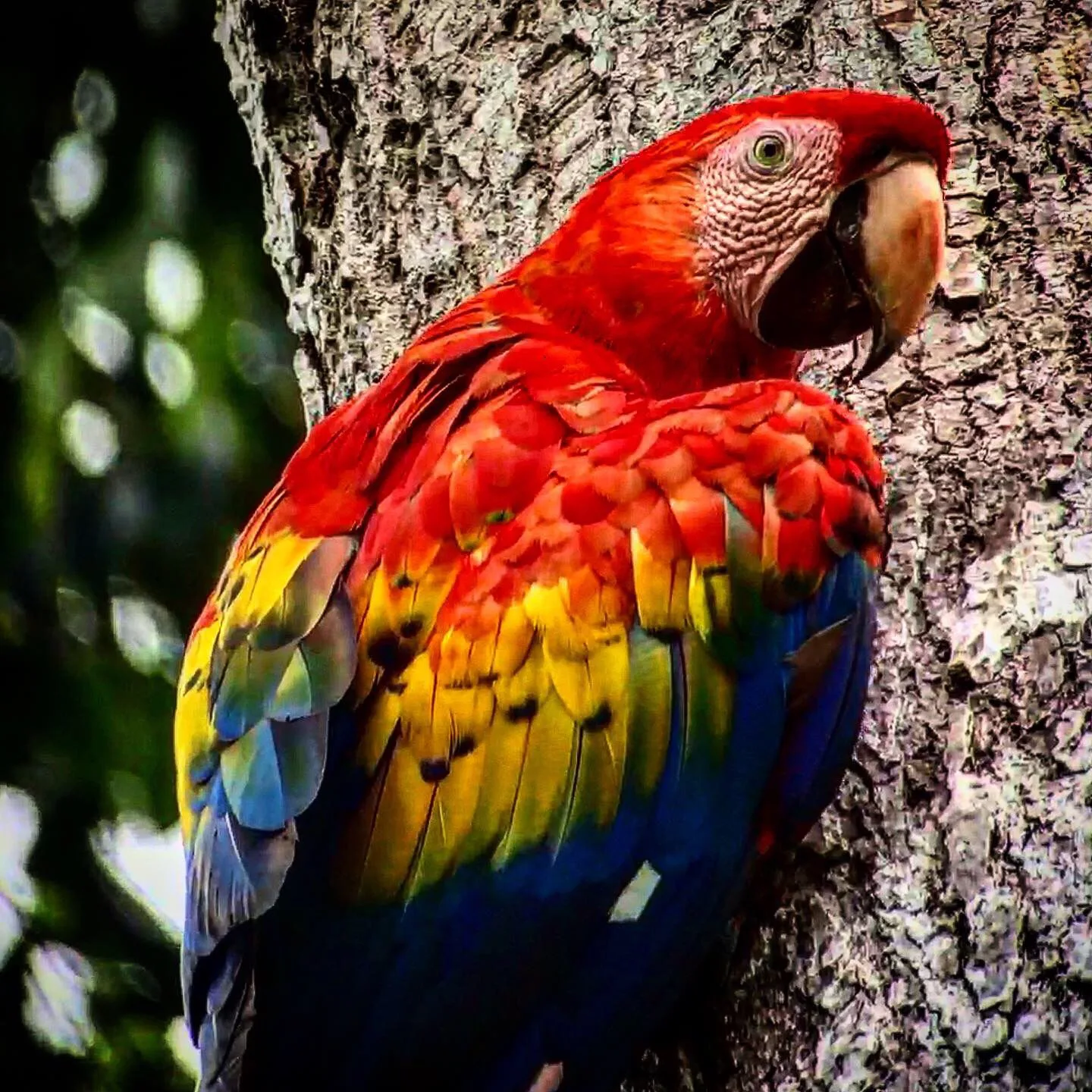 Scarlet macaw parrot spotted on a Manuel Antonio National Park tour, Costa Rica