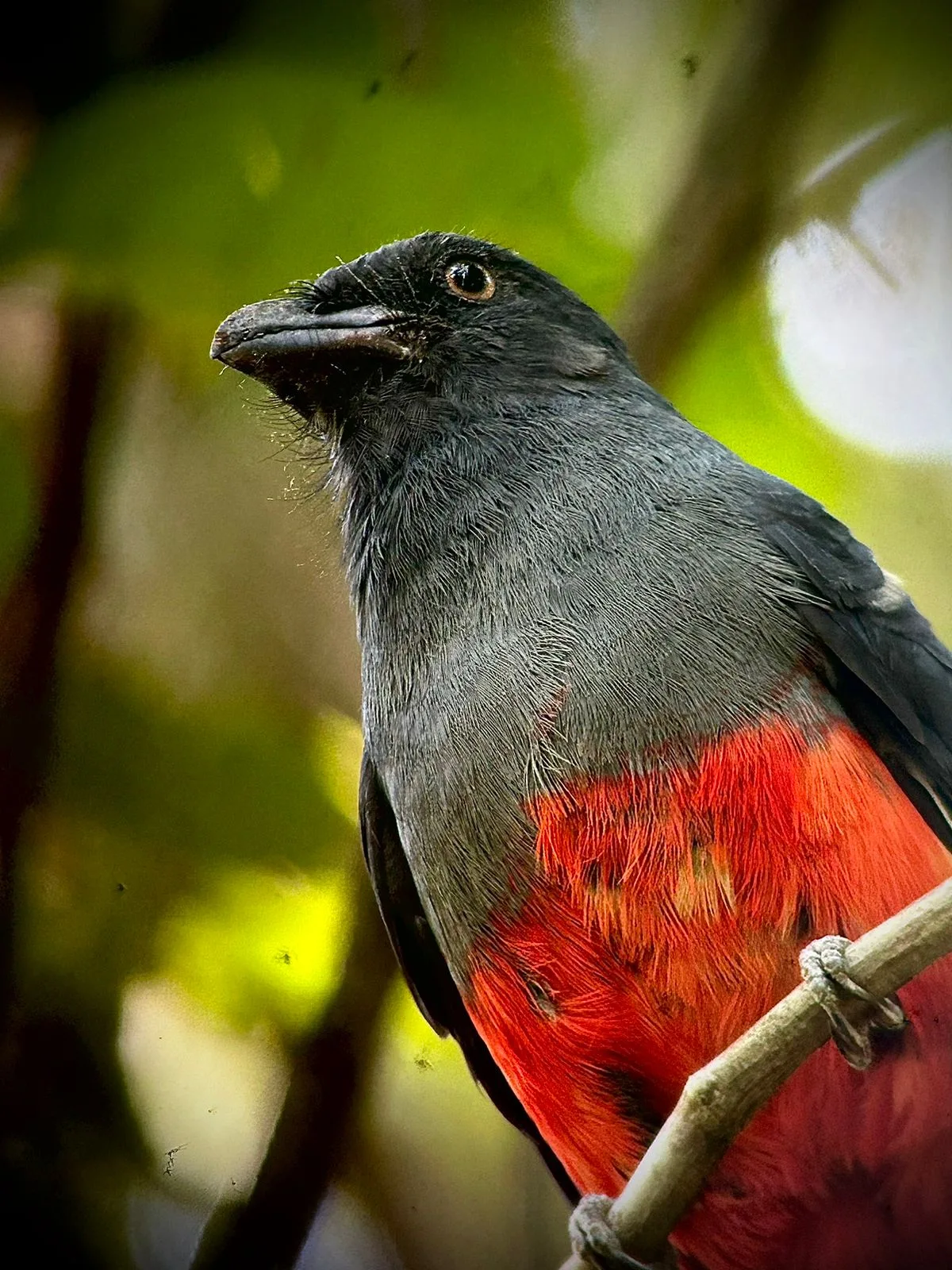 Slaty-tailed trogon on a Manuel Antonio National Park guided tour, Costa Rica