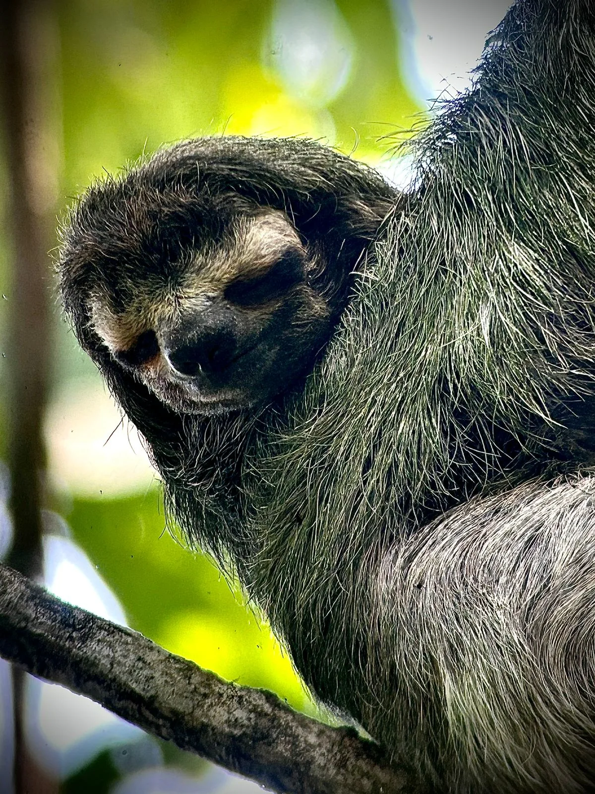 Three-toed sloth sleeping on a branch on a Manuel Antonio National Park tour, Costa Rica
