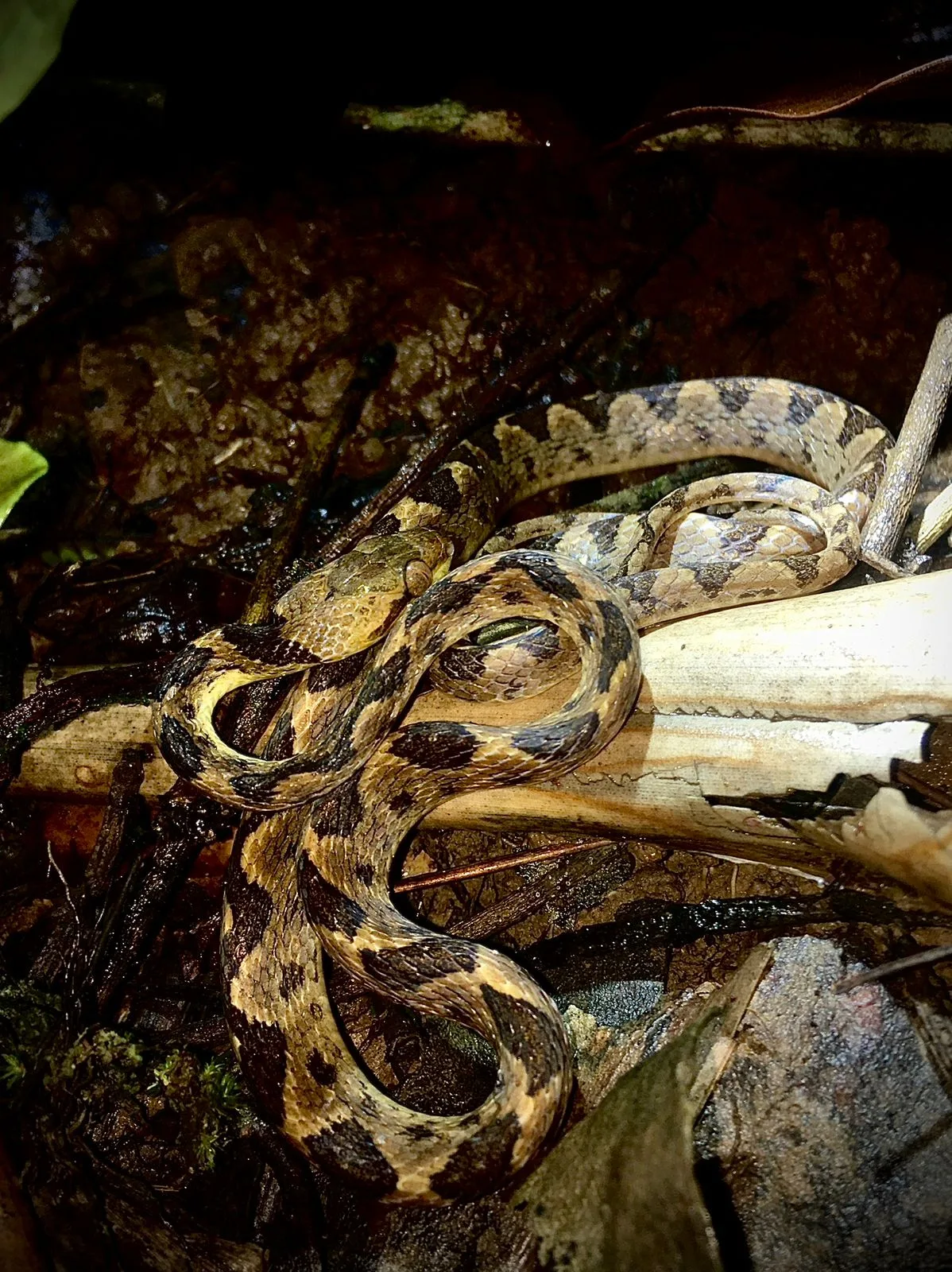 Snake on the forest floor during a Manuel Antonio National Park tour