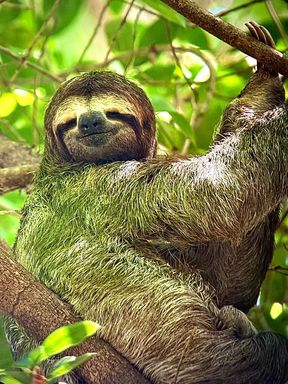 Three-toed sloth on a branch spotted on a Manuel Antonio National Park guided tour
