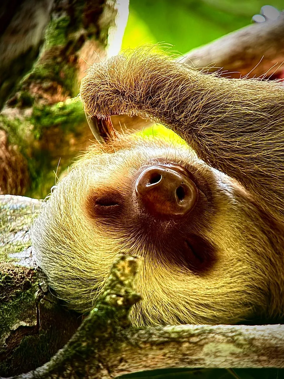 Two-toed sloth sleeping during a Manuel Antonio National Park tour, Costa Rica