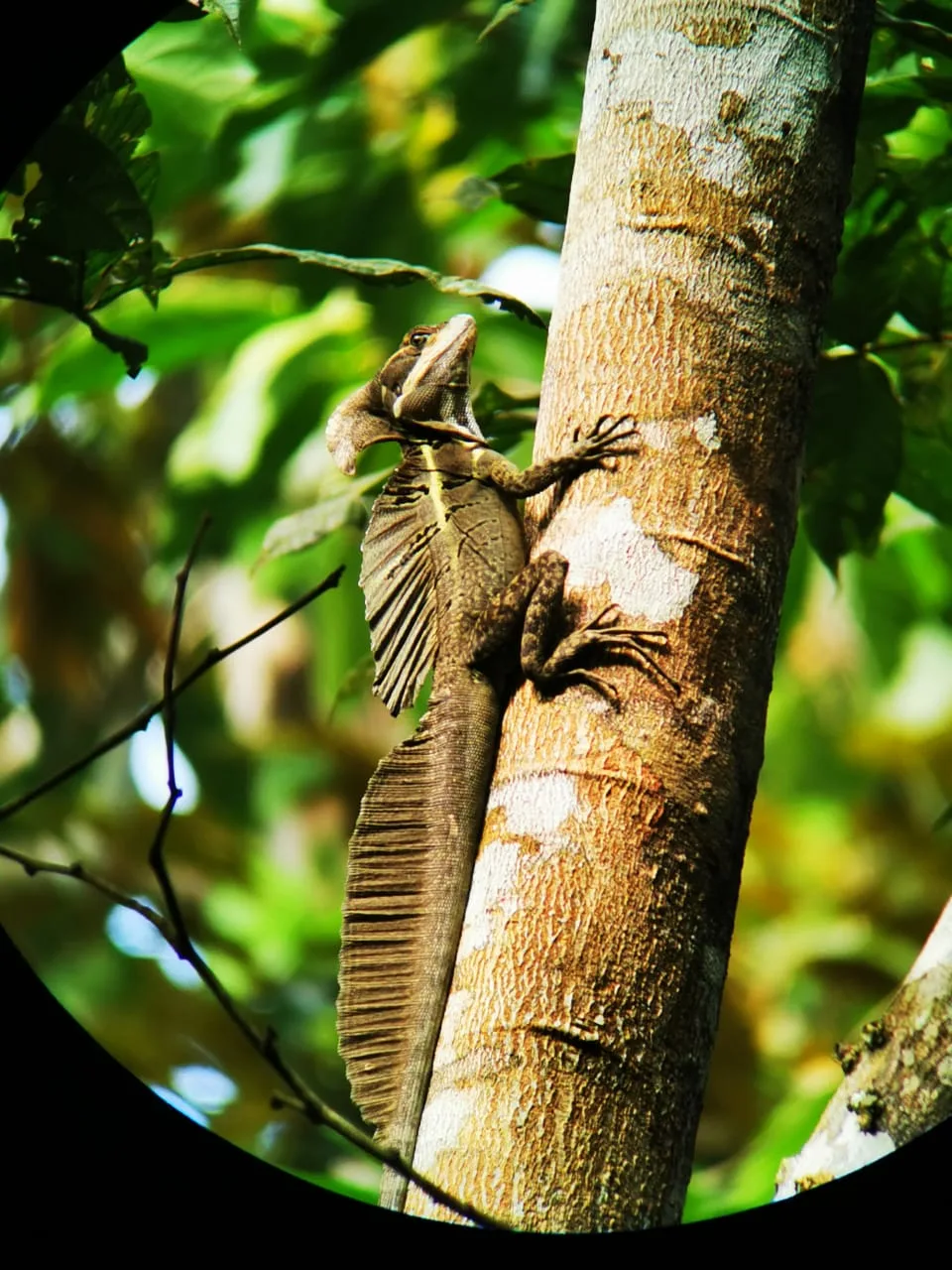 Basilisk lizard on a Manuel Antonio monkey boat tour, Damas Island, Costa Rica