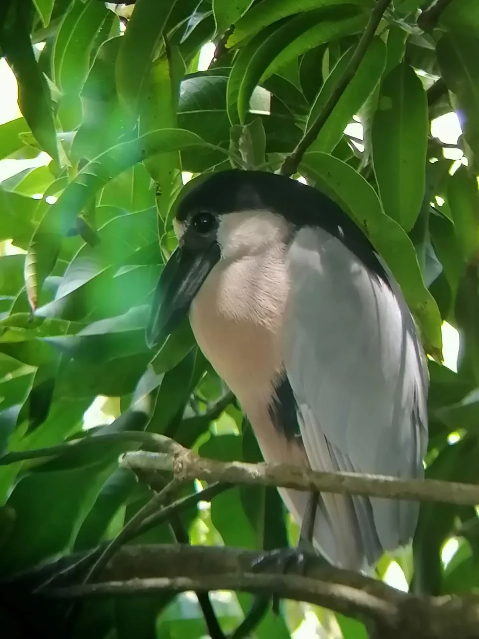Bird sighting during a Manuel Antonio monkey boat tour, Damas Island, Costa Rica