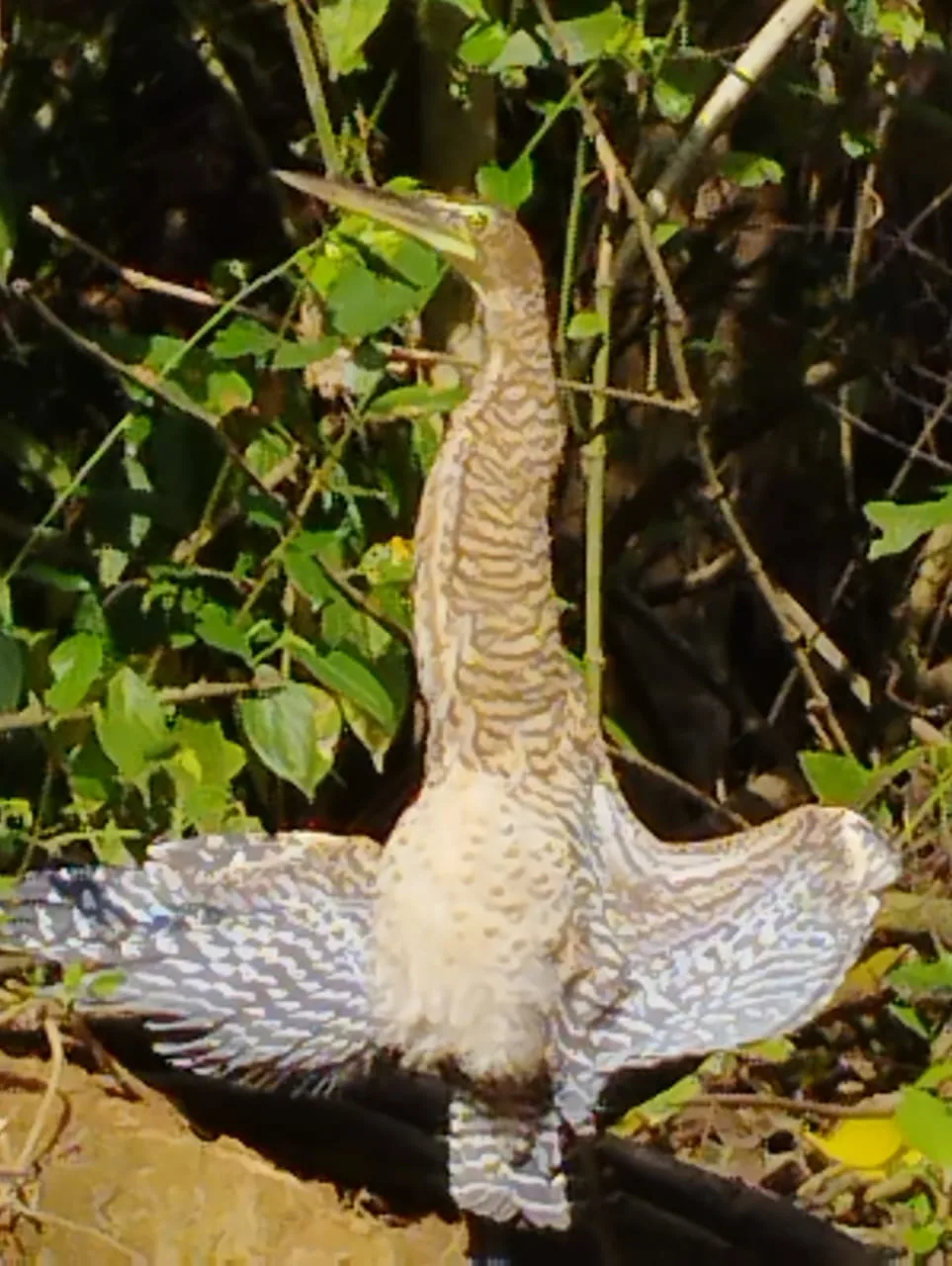 Wading bird at the water's edge on a Damas Island monkey tour near Manuel Antonio