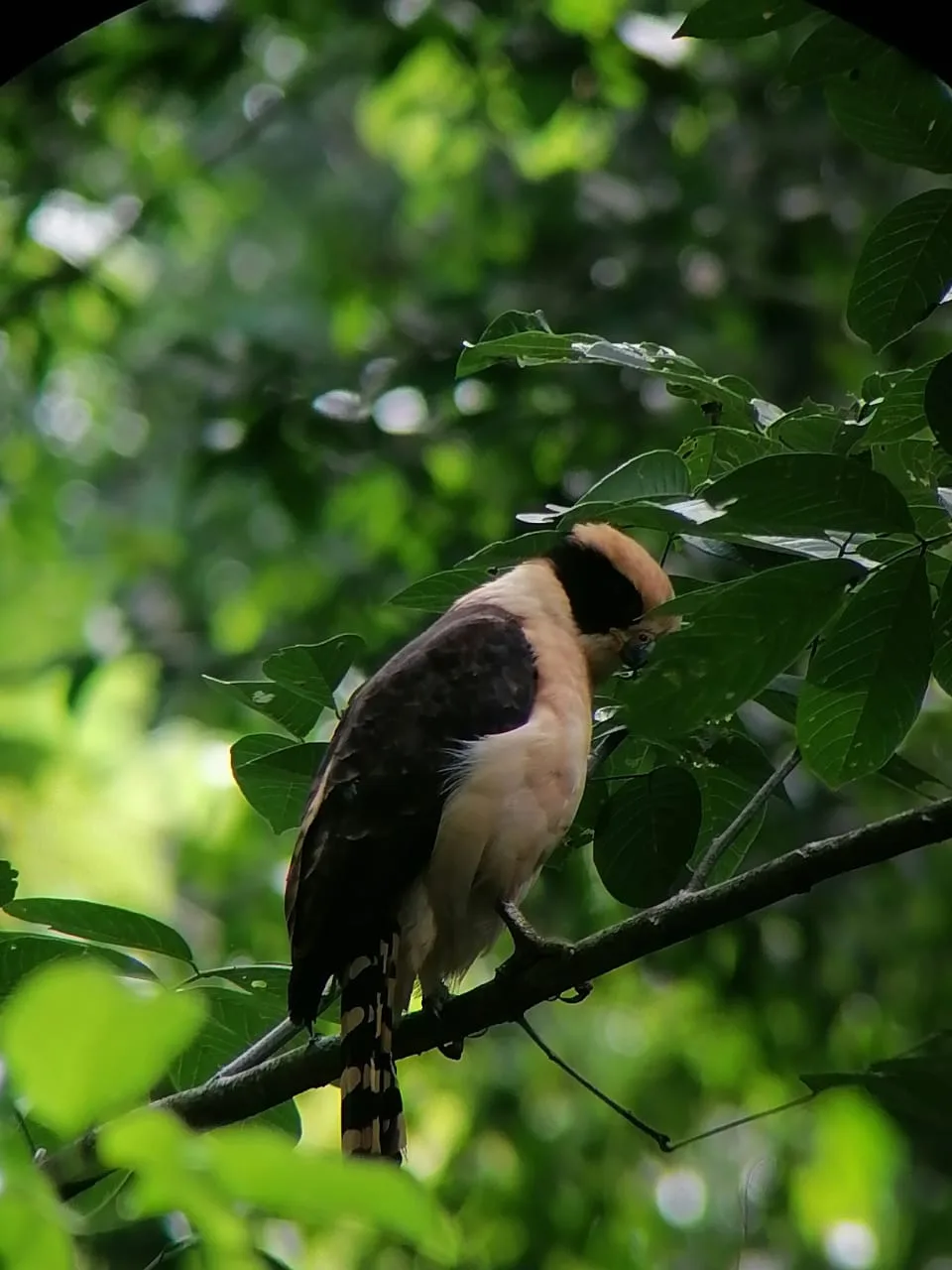 Colorful bird on a Manuel Antonio monkey boat tour, Damas Island, Costa Rica