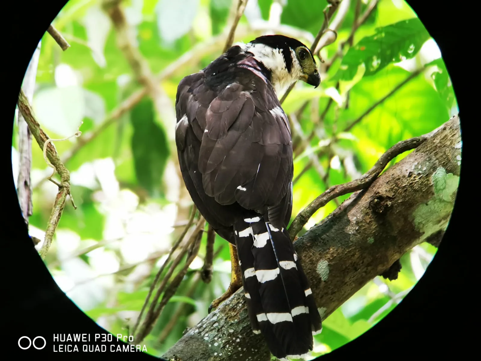 Rare bird sighting during a Damas Island monkey tour near Manuel Antonio, Costa Rica