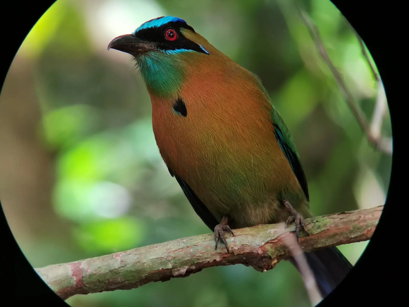Tropical bird in the mangrove roots on a Damas Island monkey tour near Manuel Antonio