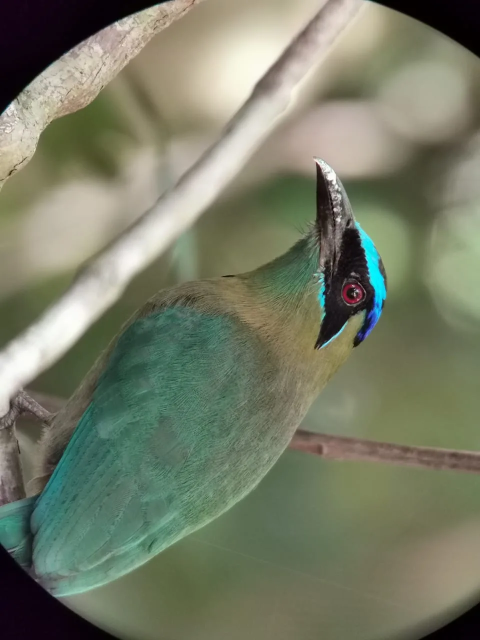 Bird on a branch during a Manuel Antonio monkey boat tour, Damas Island