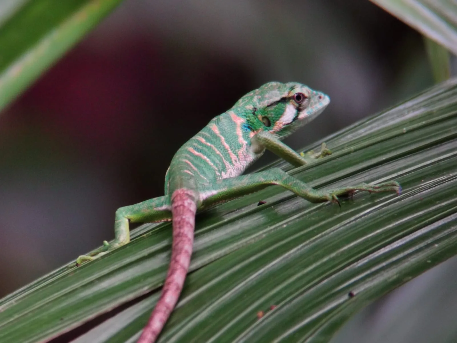 Lizard and bird on a branch on a Manuel Antonio monkey boat tour, Costa Rica