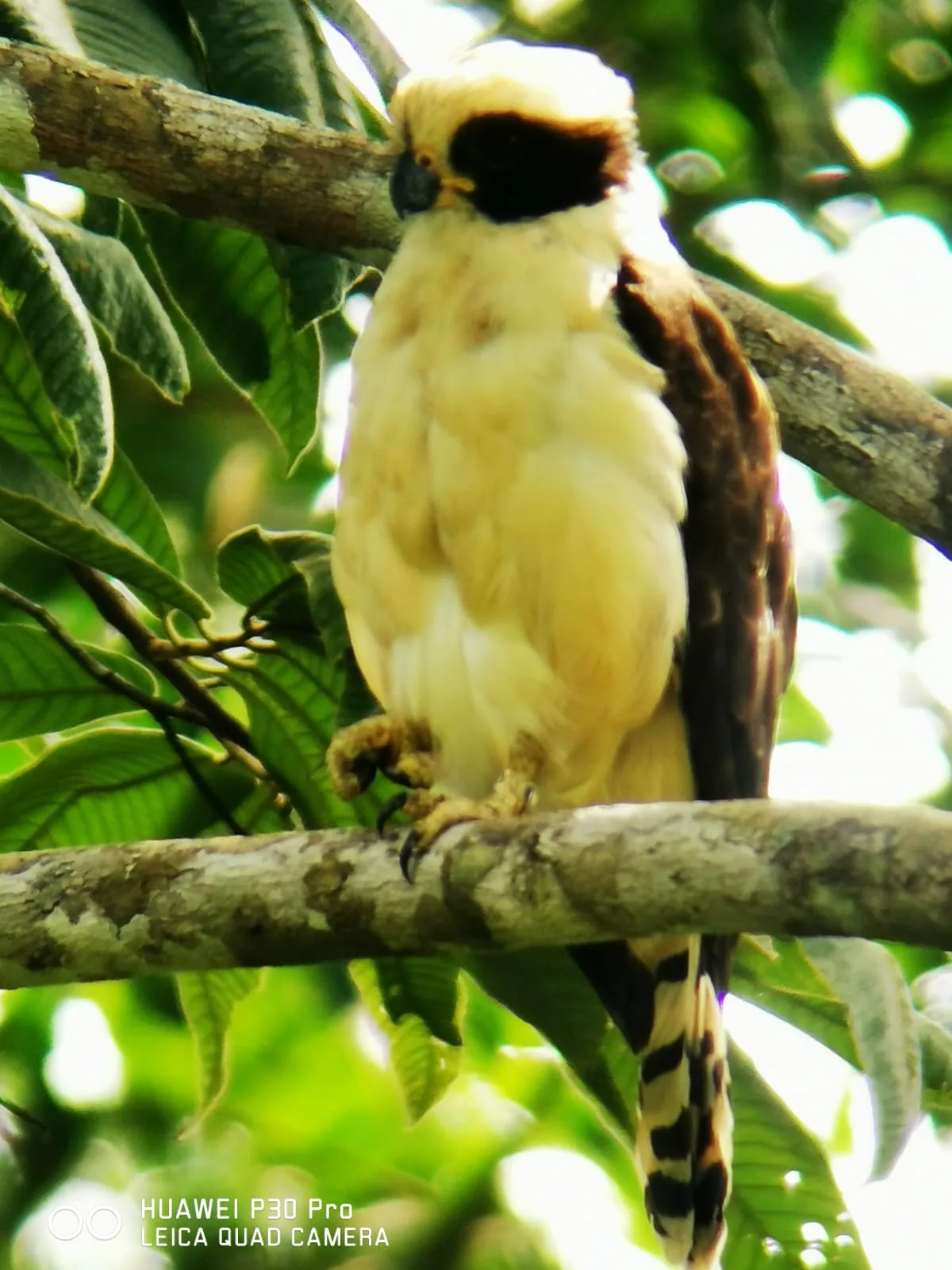 Tropical bird in the canopy on a Damas Island monkey tour near Manuel Antonio