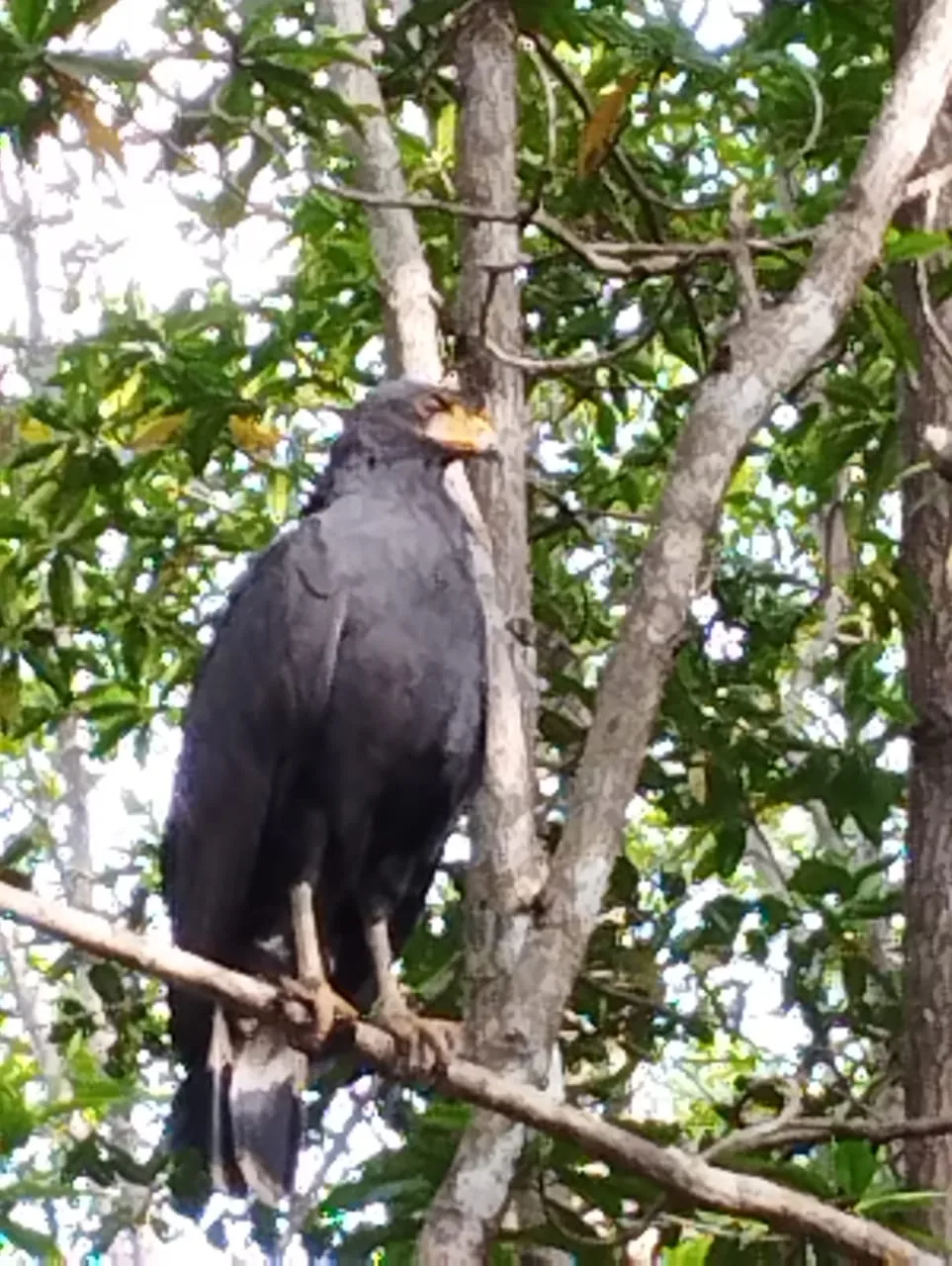 Black bird in the Damas Island mangroves on a monkey tour near Manuel Antonio