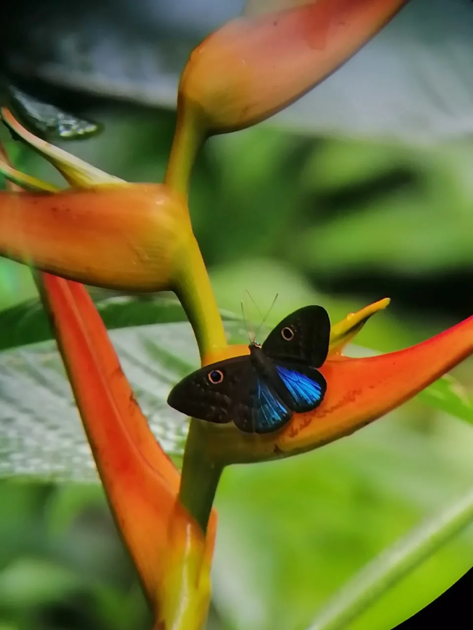 Butterfly on a plant spotted during a monkey boat tour near Manuel Antonio, Costa Rica