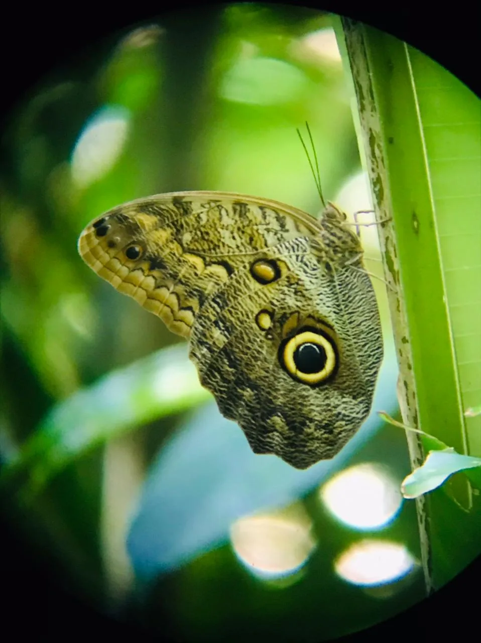 Butterfly in the mangrove forest on a Damas Island monkey tour near Manuel Antonio