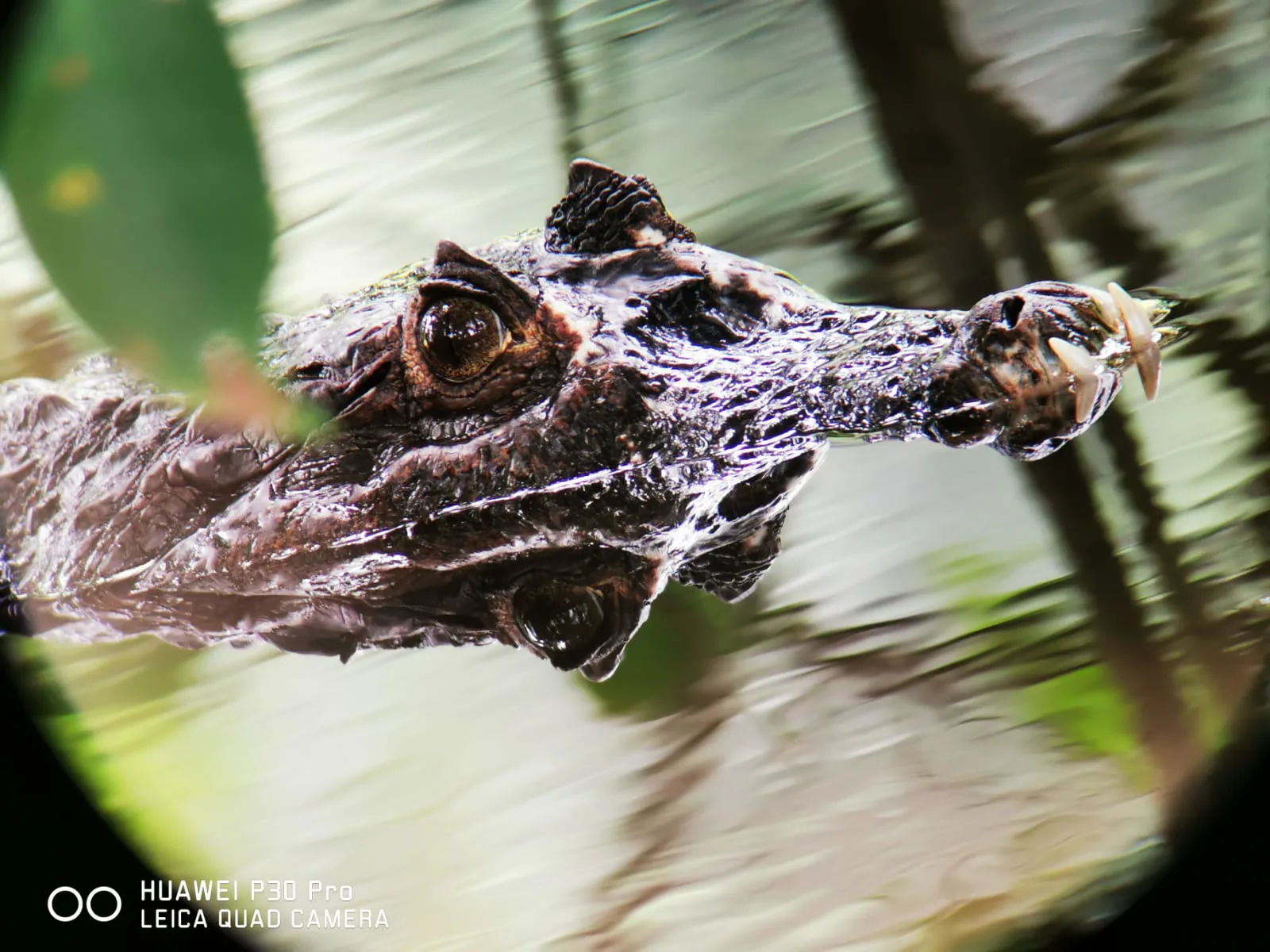 Crocodile basking during a Damas Island monkey tour near Manuel Antonio, Costa Rica