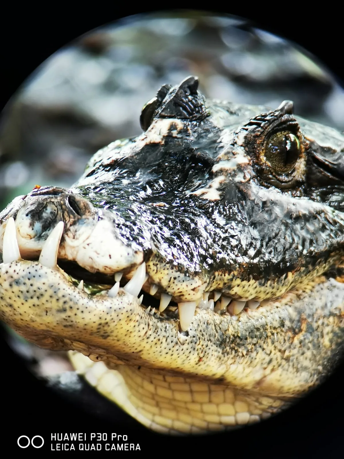 American crocodile spotted on a Manuel Antonio monkey boat tour, Damas Island