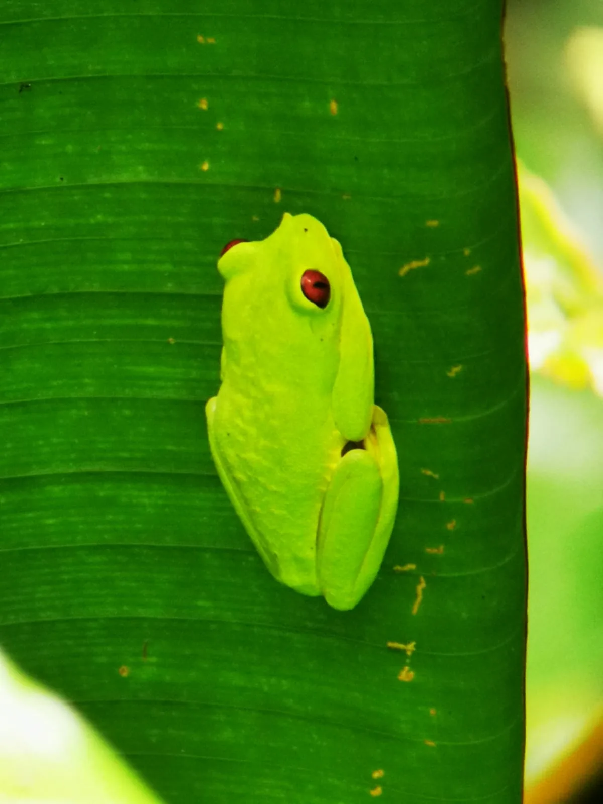 Green tree frog on a Manuel Antonio monkey boat tour, Damas Island, Costa Rica