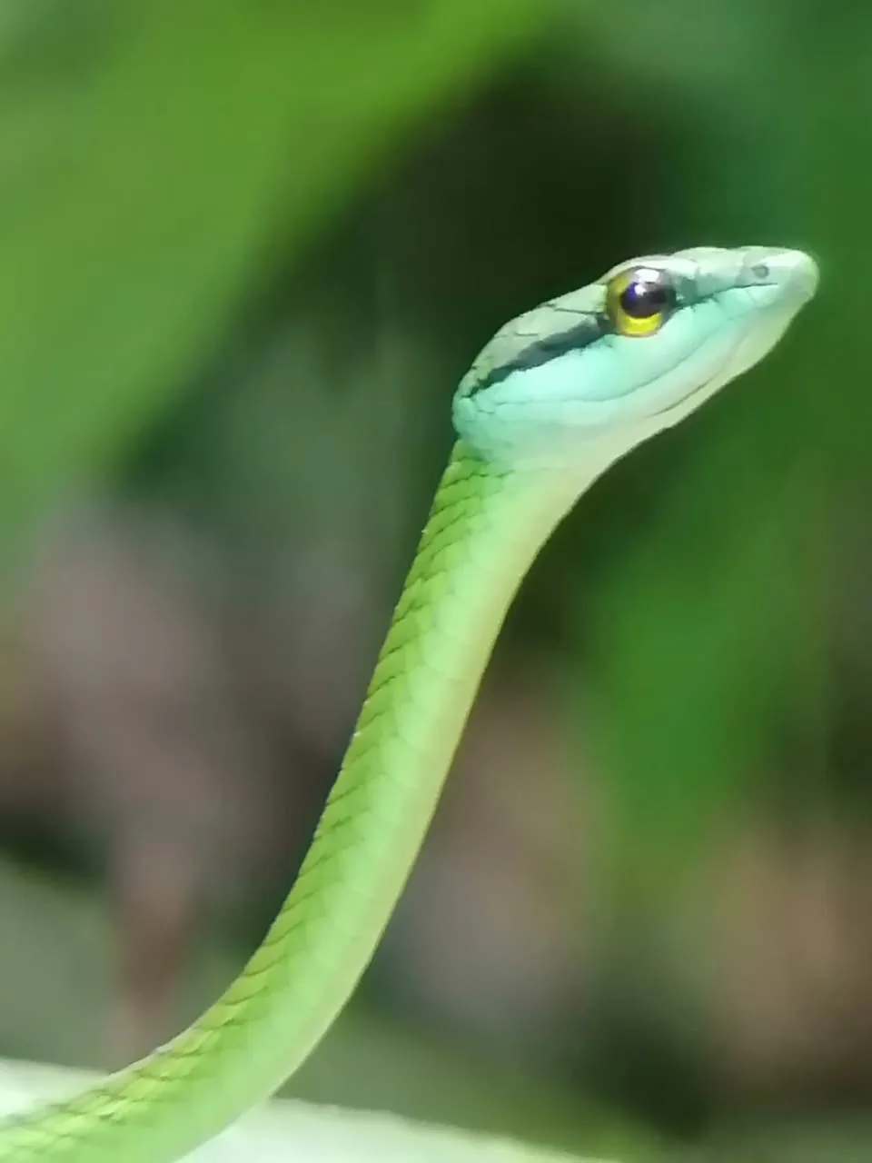 Green tree snake spotted on a Manuel Antonio monkey boat tour, Damas Island