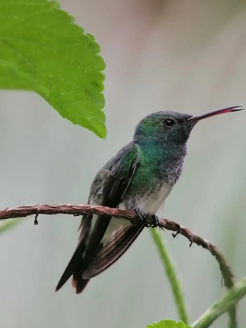 Hummingbird spotted during a Damas Island monkey tour near Manuel Antonio, Costa Rica