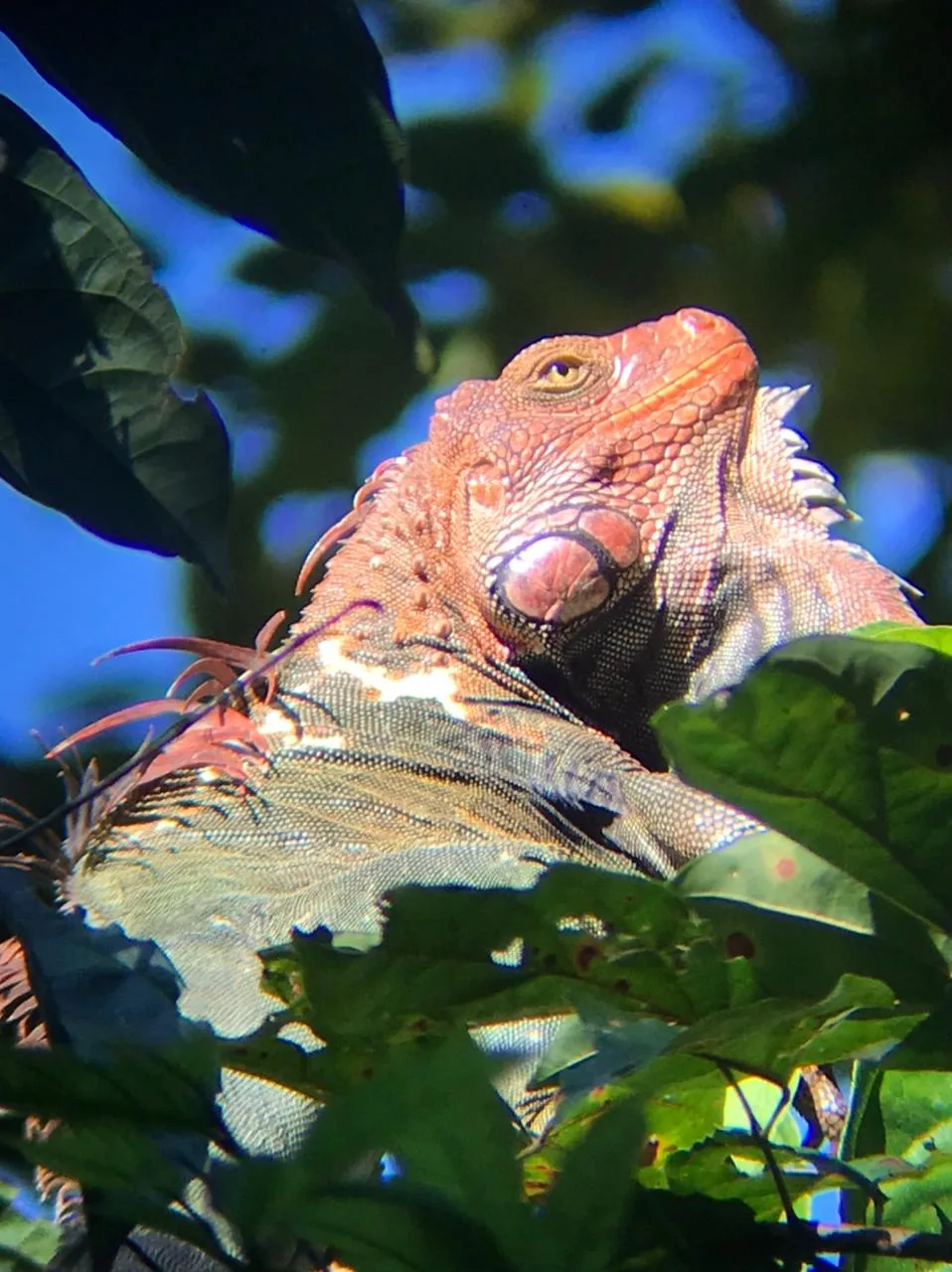 Iguana in a tree during a Damas Island monkey tour near Manuel Antonio, Costa Rica