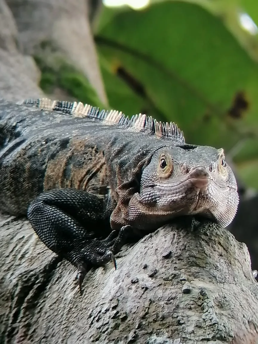 Green iguana spotted on a Manuel Antonio monkey boat tour, Damas Island, Costa Rica