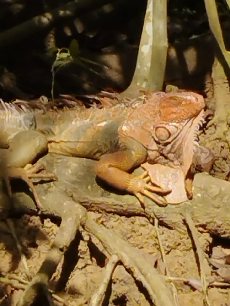 Large iguana on a monkey boat tour near Manuel Antonio, Costa Rica