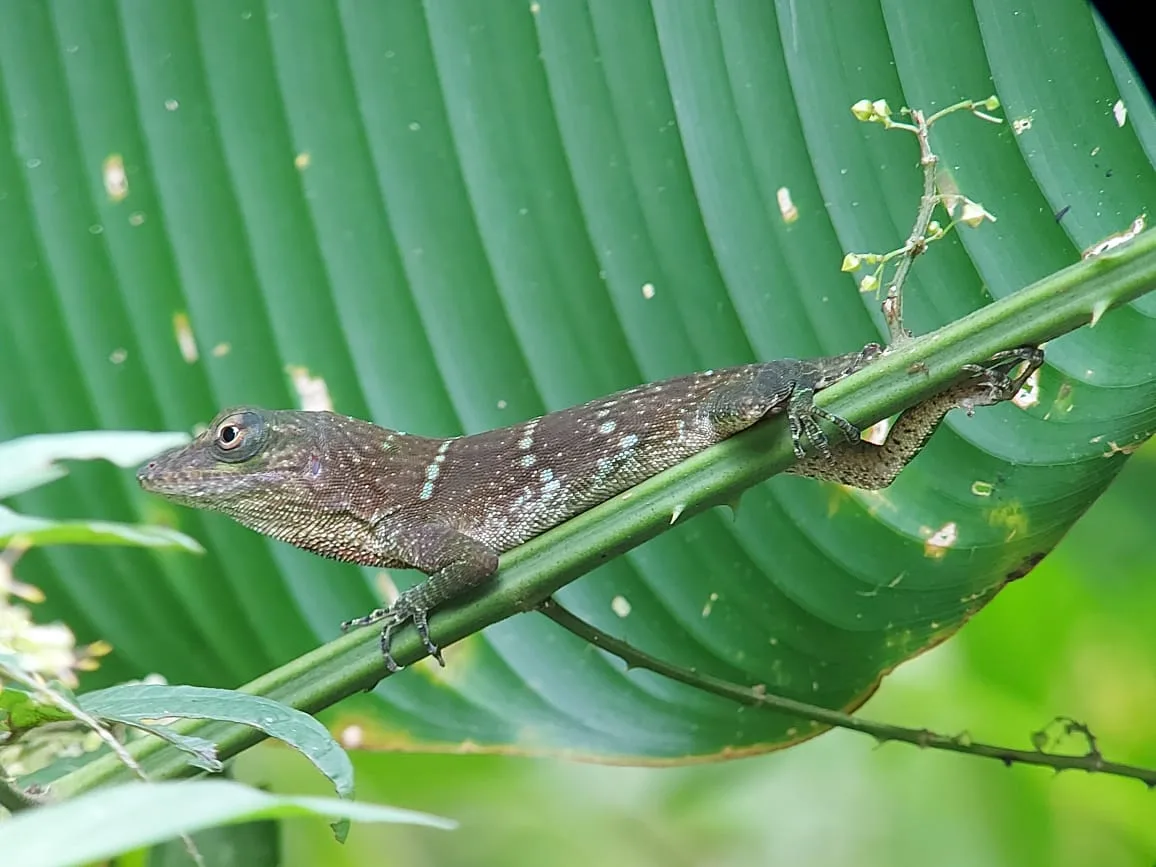Tropical lizard spotted on a monkey boat tour near Manuel Antonio, Damas Island