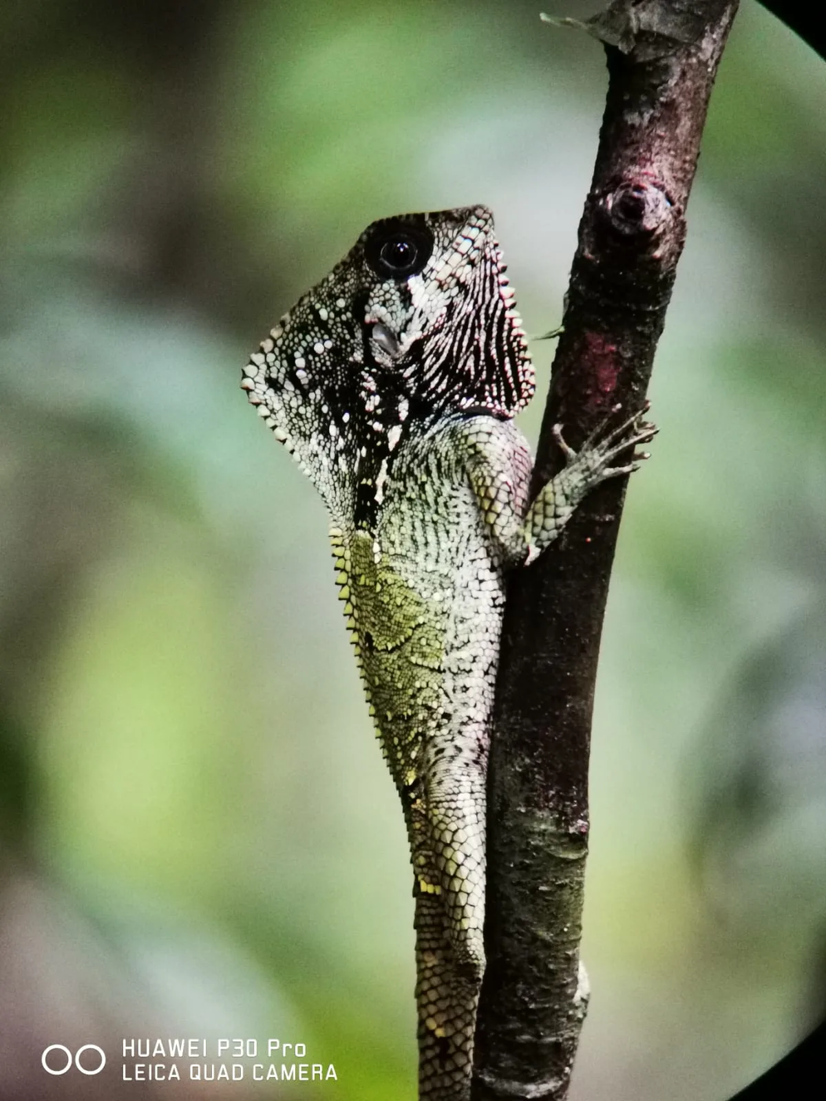 Lizard sighting on a Damas Island monkey tour near Manuel Antonio National Park