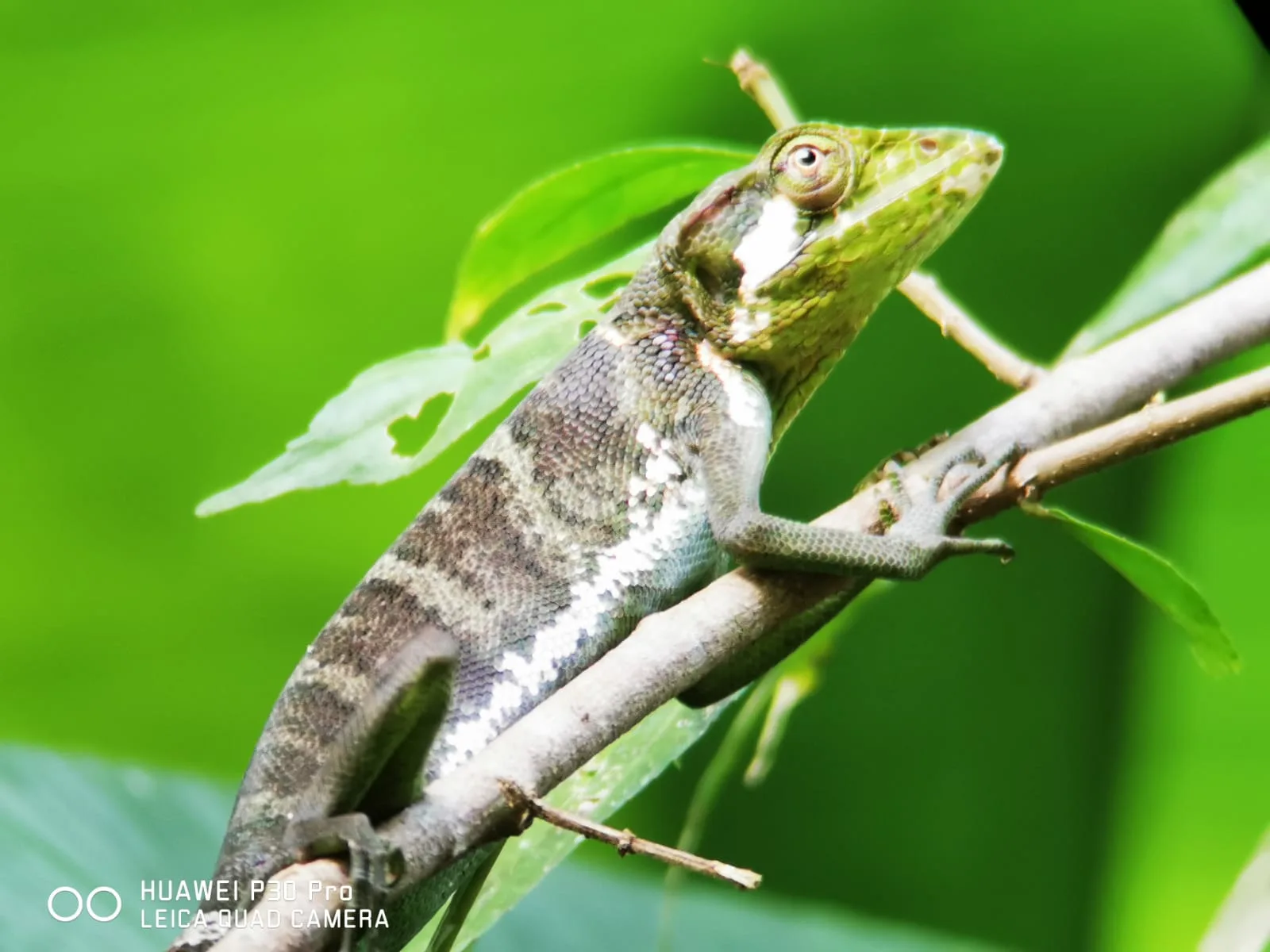Lizard on the bank during a Damas Island monkey tour near Manuel Antonio, Costa Rica