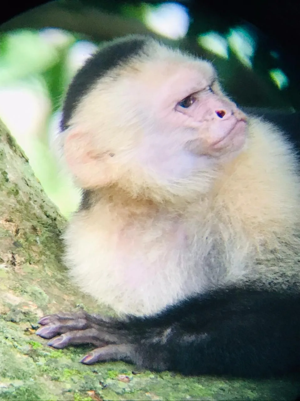 White-faced capuchin monkey watching the boat on a Manuel Antonio monkey boat tour