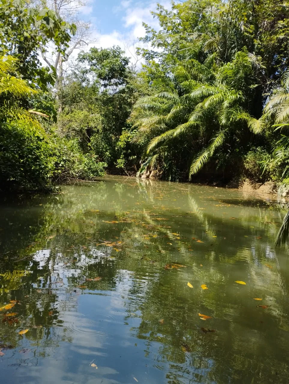 Mangrove channel on a Manuel Antonio monkey boat tour, Damas Island, Costa Rica