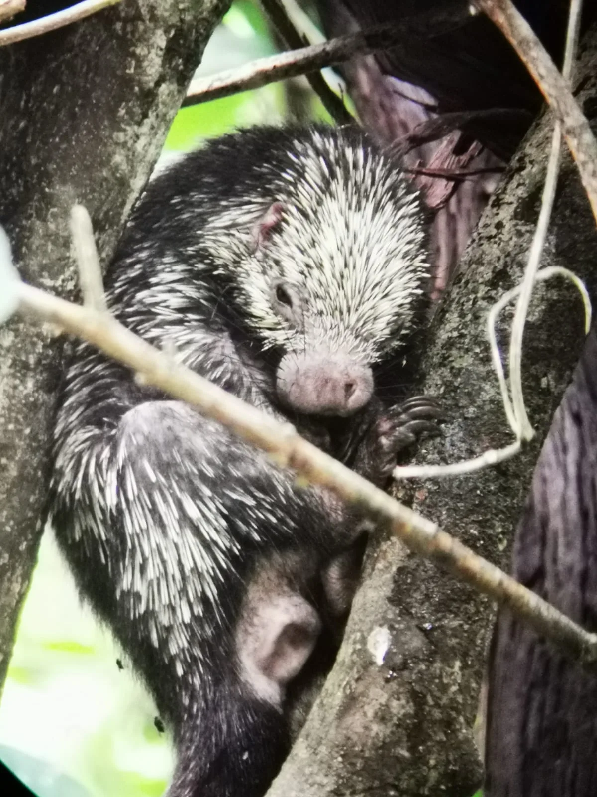 Mexican hairy porcupine on a Damas Island monkey tour near Manuel Antonio, Costa Rica