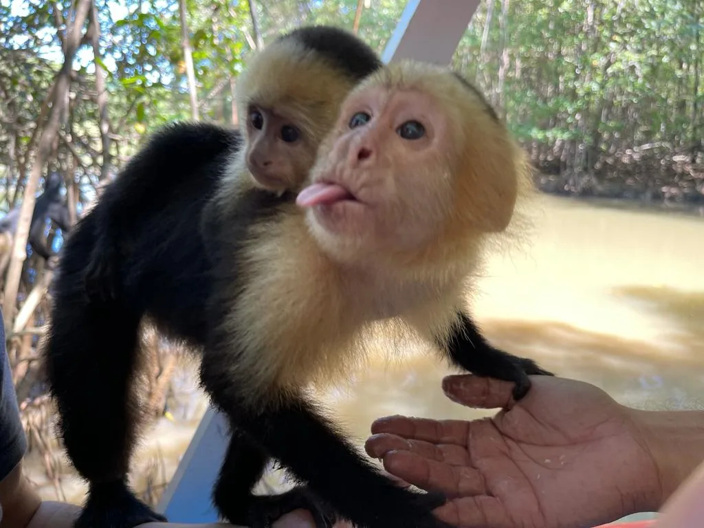 Capuchin monkey mother and baby on a Damas Island monkey tour near Manuel Antonio