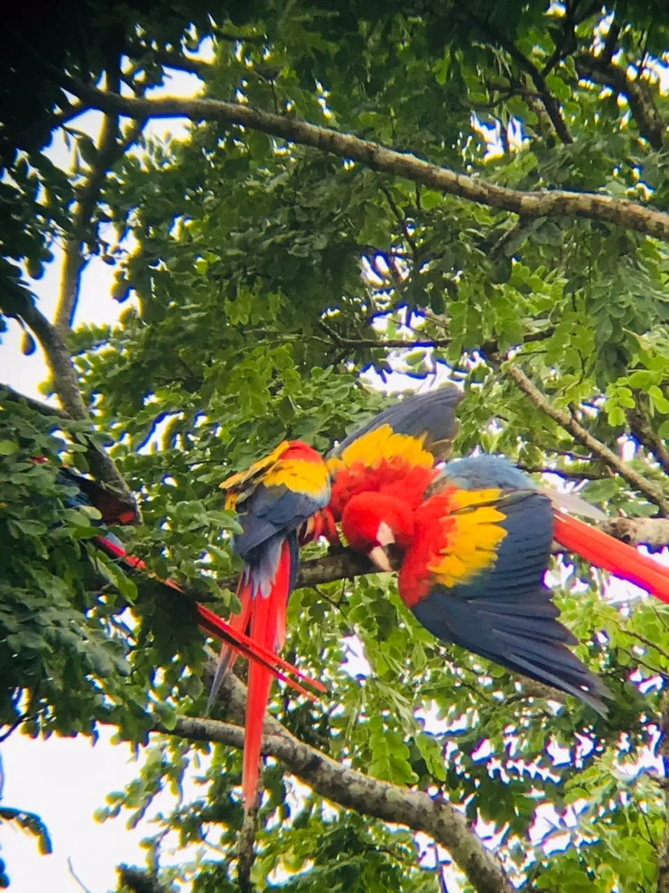 Parrots flying over Damas Island on a Manuel Antonio monkey boat tour, Costa Rica