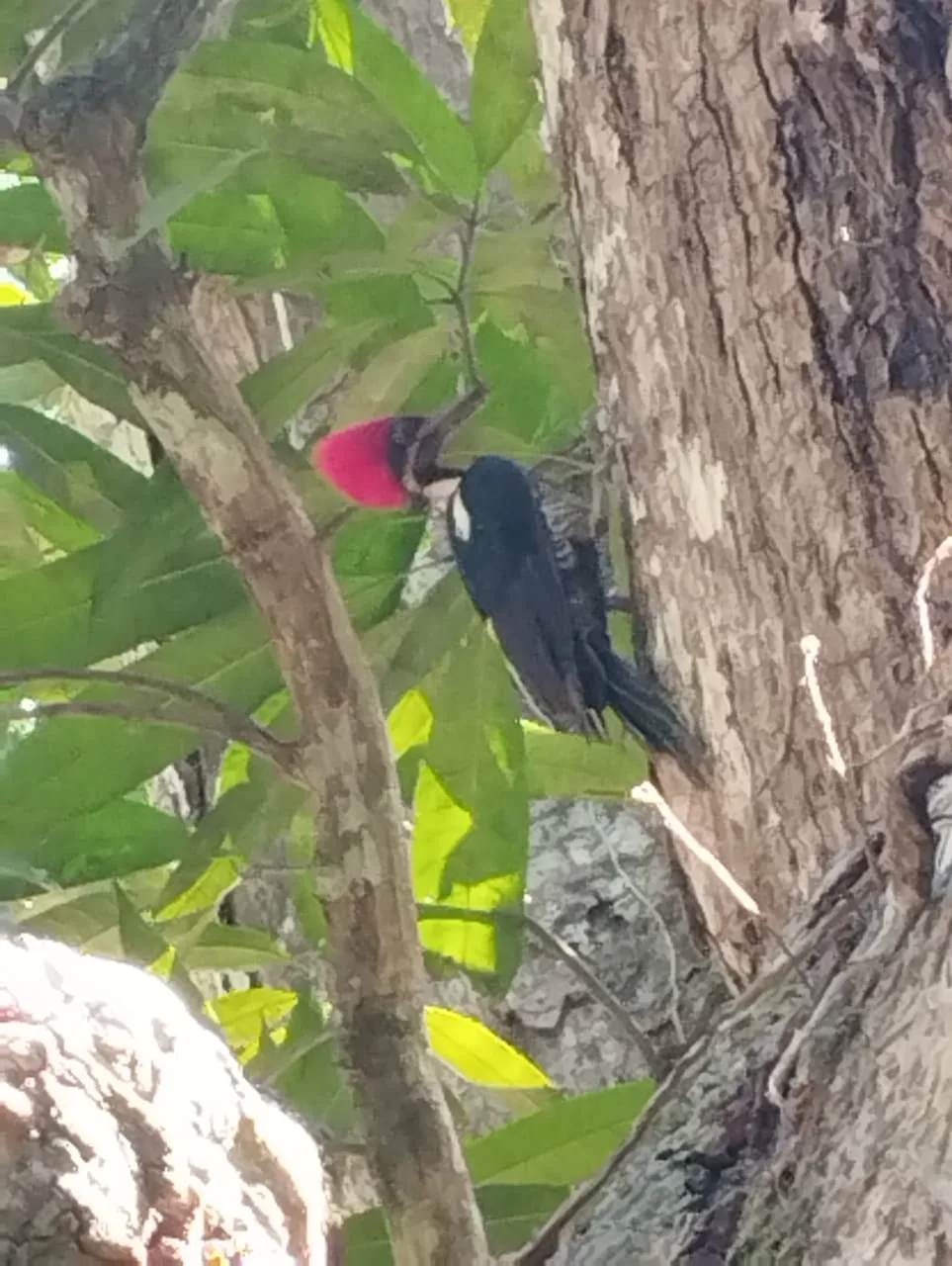 Red-crowned woodpecker on a Damas Island monkey tour near Manuel Antonio, Costa Rica