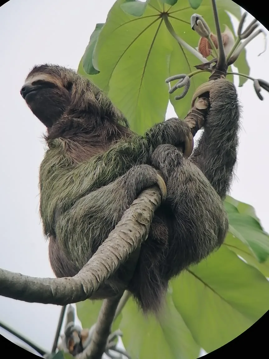 Sloth in the mangrove canopy on a monkey boat tour near Manuel Antonio, Costa Rica