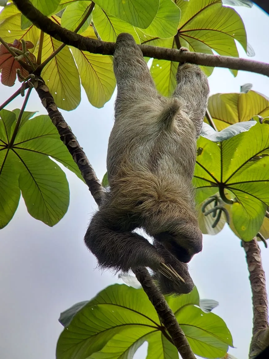 Sloth resting overhead during a Manuel Antonio monkey boat tour, Damas Island