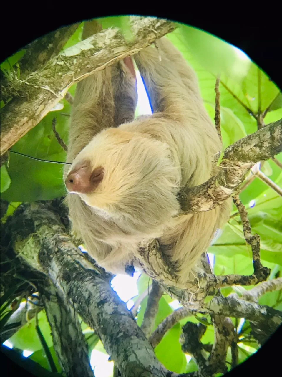 Sloth in the jungle on a Damas Island monkey tour near Manuel Antonio, Costa Rica