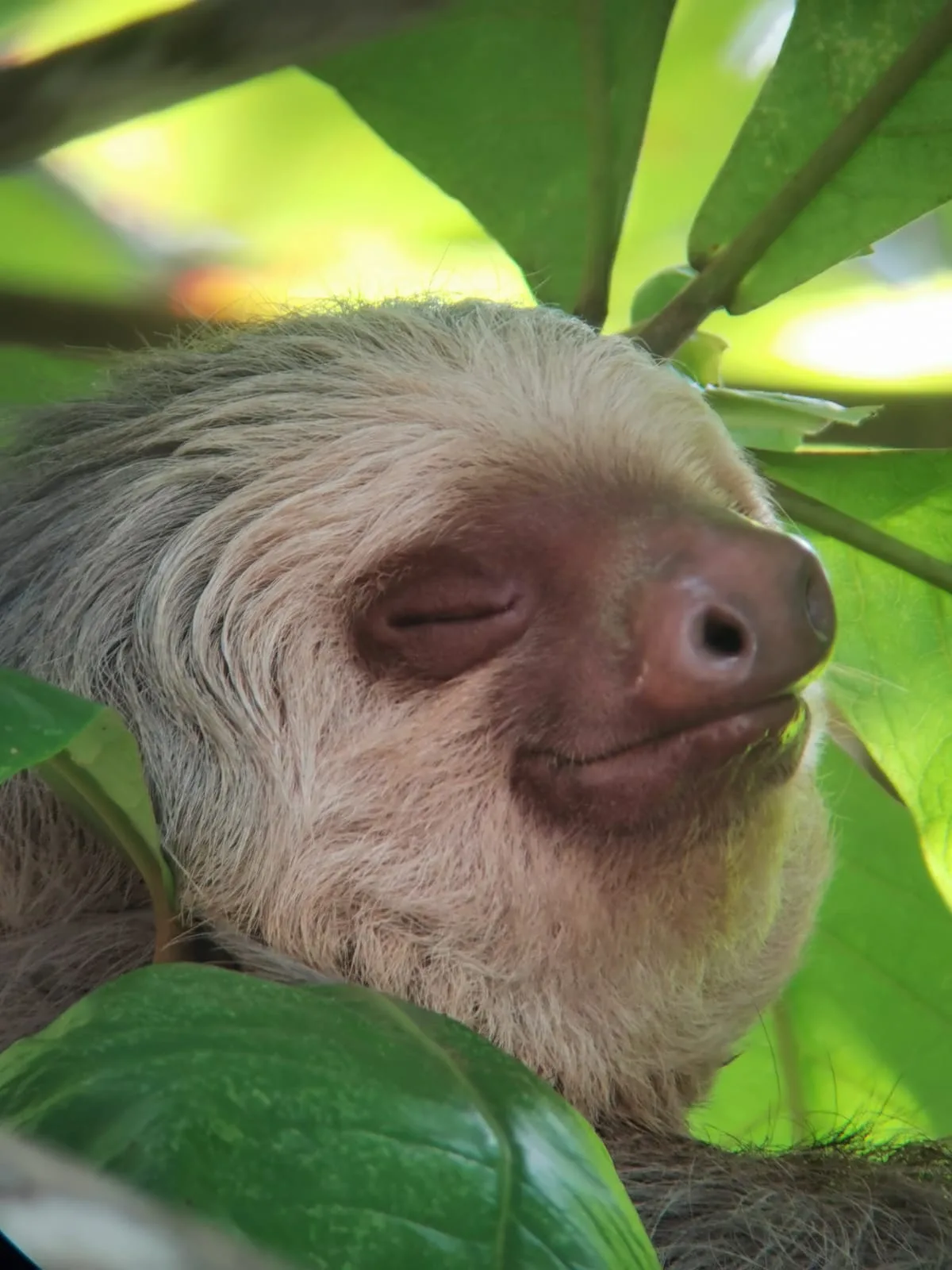 Close-up of a sloth seen on a Manuel Antonio monkey boat tour, Costa Rica