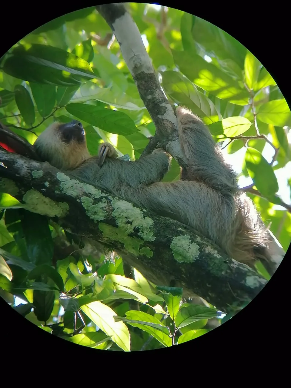 Sloth climbing a tree on a Damas Island monkey tour near Manuel Antonio, Costa Rica