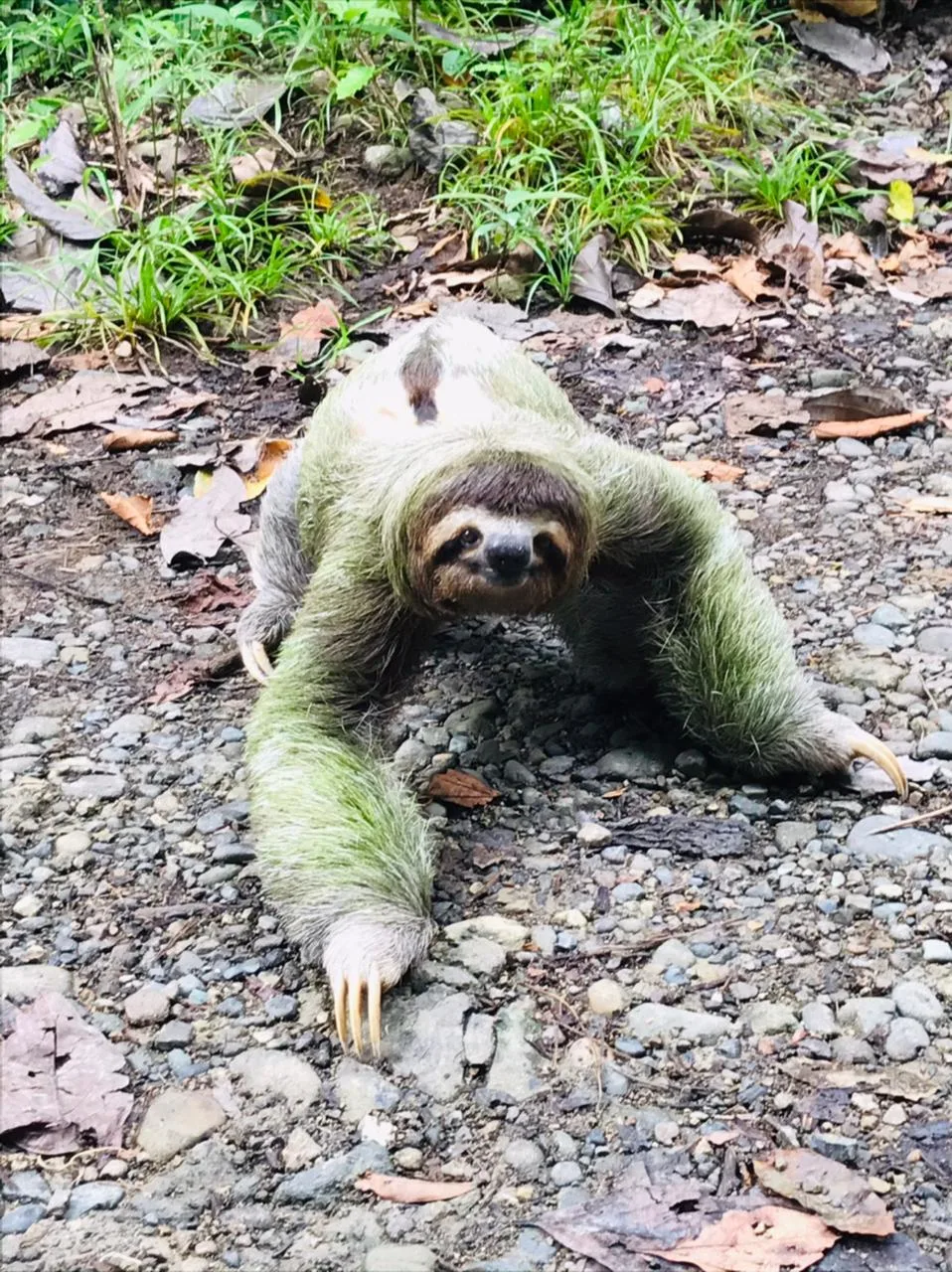 Rare ground sloth sighting on a monkey boat tour near Manuel Antonio, Damas Island