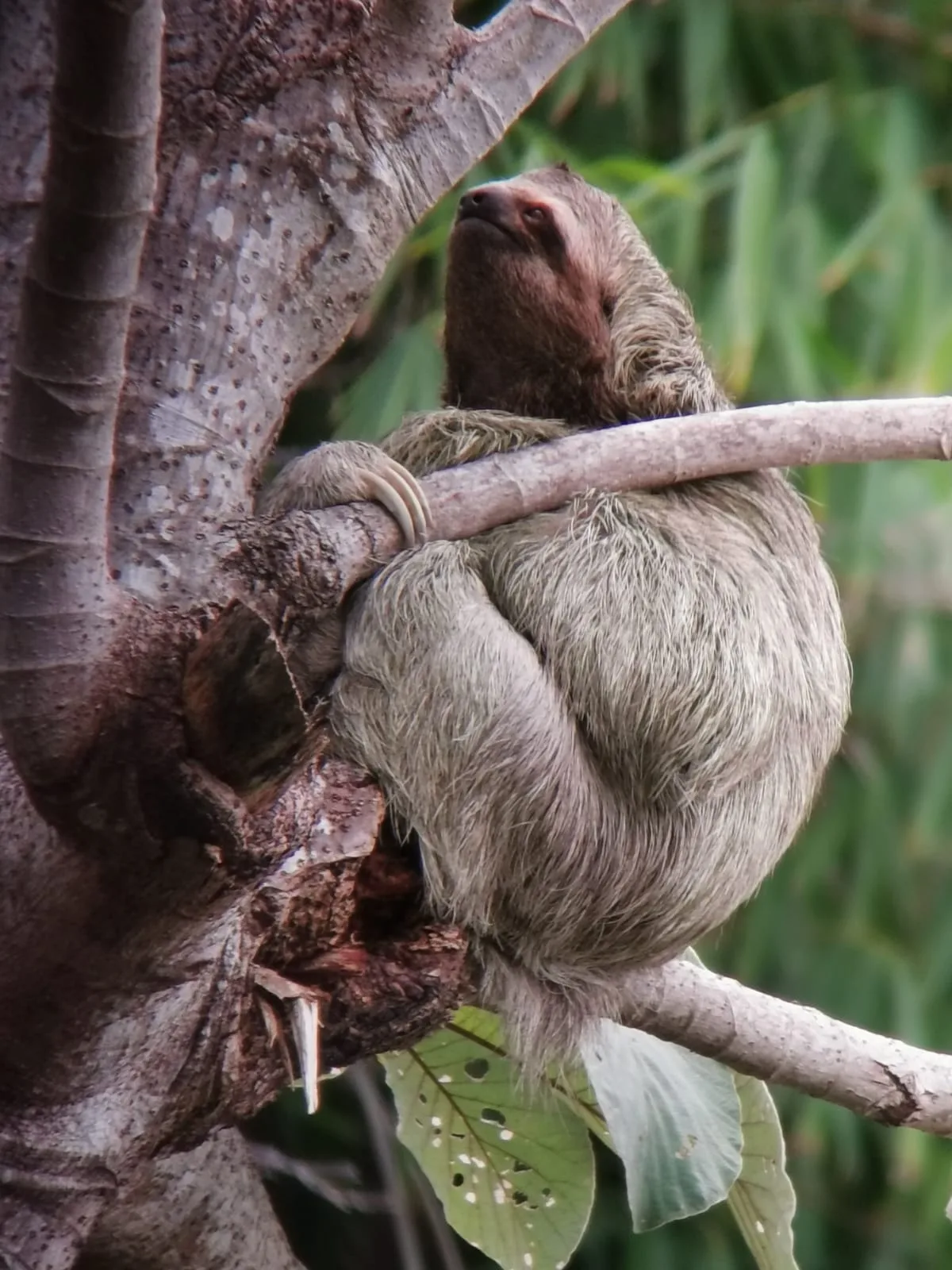 Three-toed sloth spotted during a Damas Island monkey tour near Manuel Antonio, Costa Rica