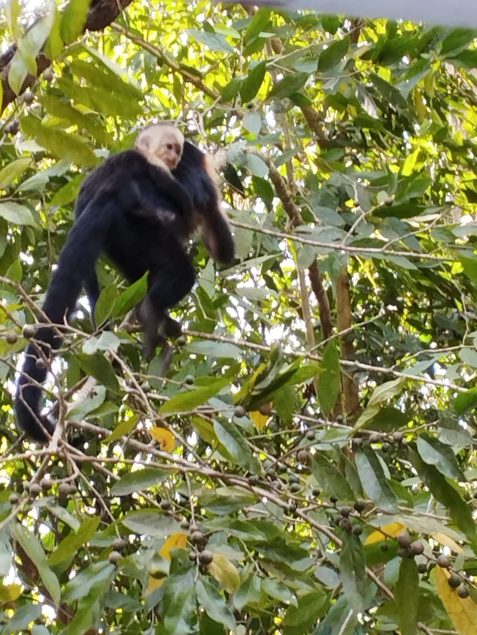Watch monkeys from a boat on a Damas Island monkey tour, Manuel Antonio, Costa Rica